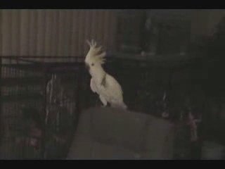 Snowball Dancing Cockatoo