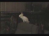 Snowball Dancing Cockatoo