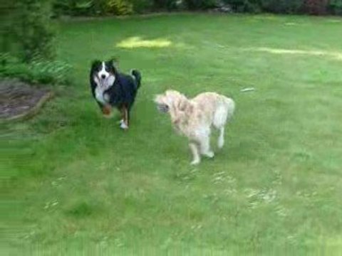 2 chiens qui se retrouvent...