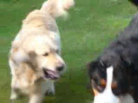 (Vegas & Texas) Golden retriever et Bouvier Bernois