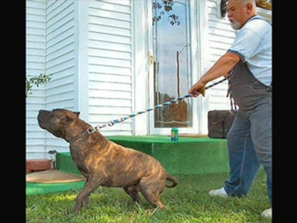 Presas Canarios._WMV V9