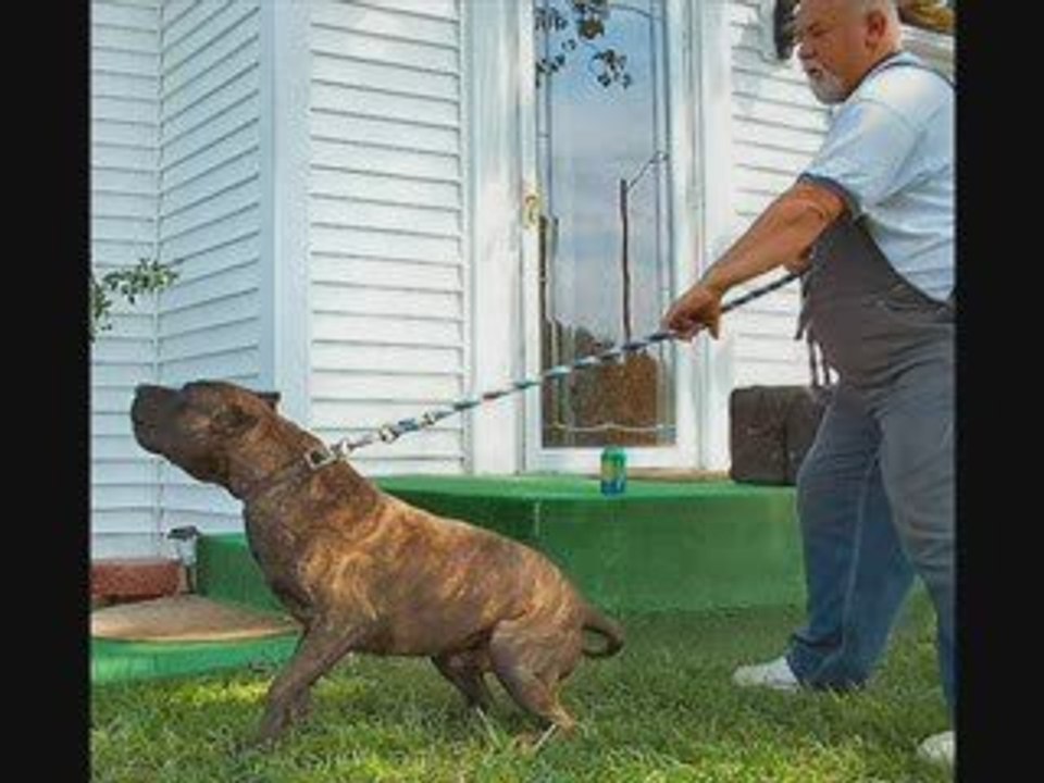Presas Canarios köpekleri