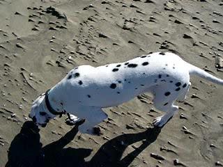 Mon ami le Dalmatien