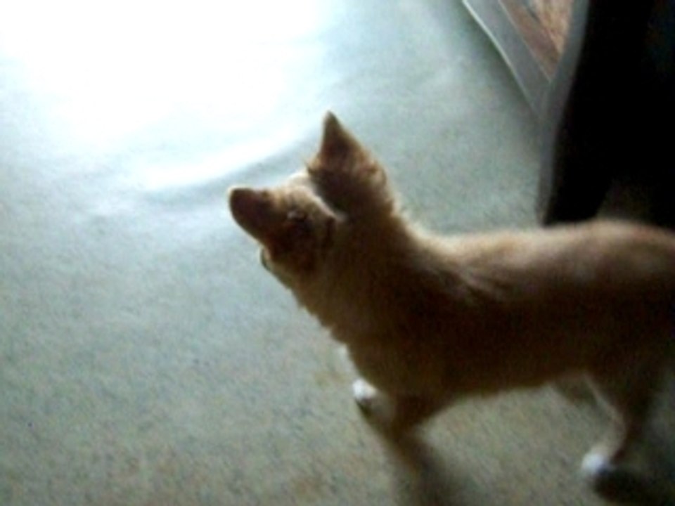 chiots chihuahua