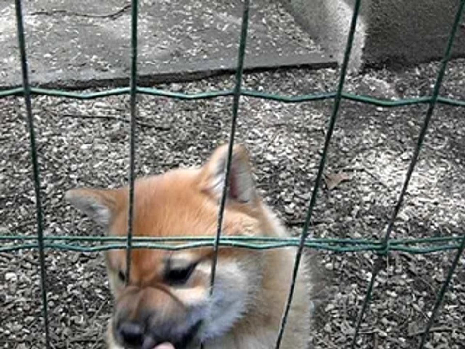 Miko, le frère de Leyka