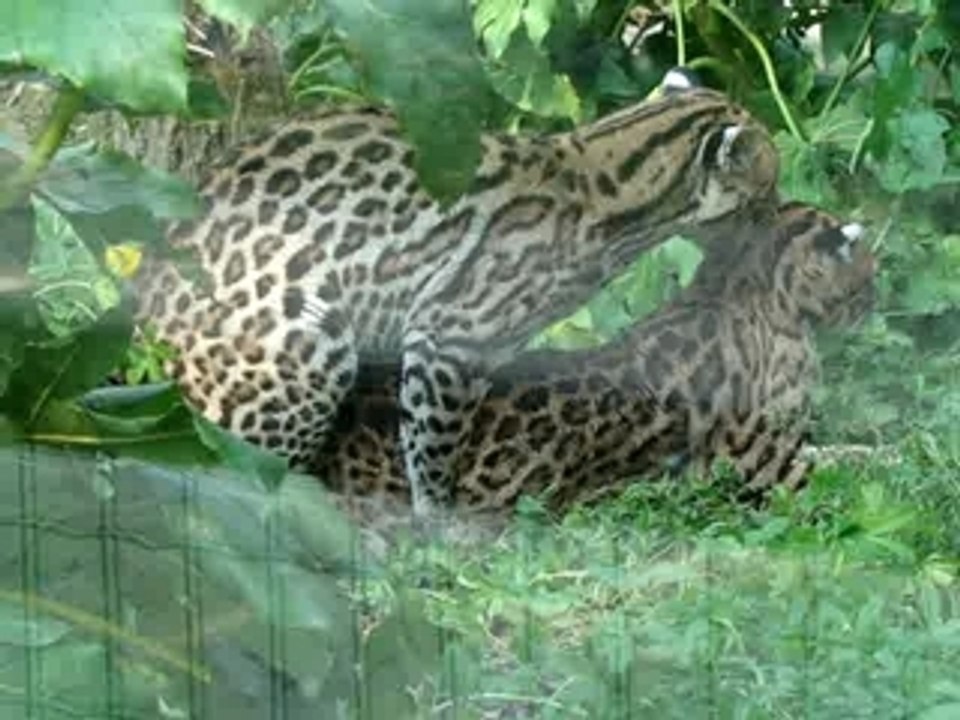 tentative d'accouplement d'ocelot