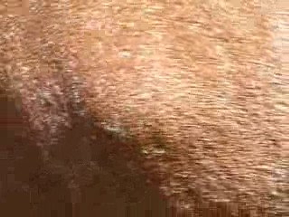 Quelques heures avant le poulinage 24.04.09