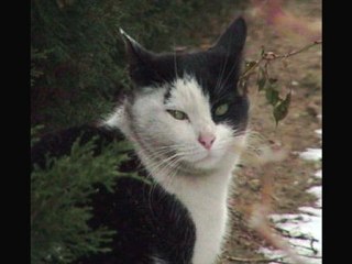 BloodClan cats up for grabs