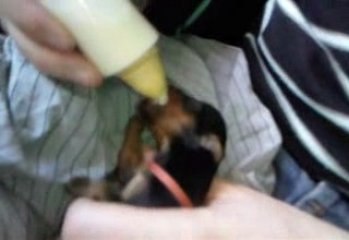 chiot qui boit au biberon