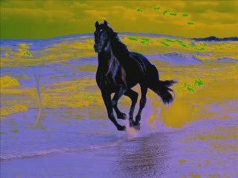 Videos on horses and horse riding