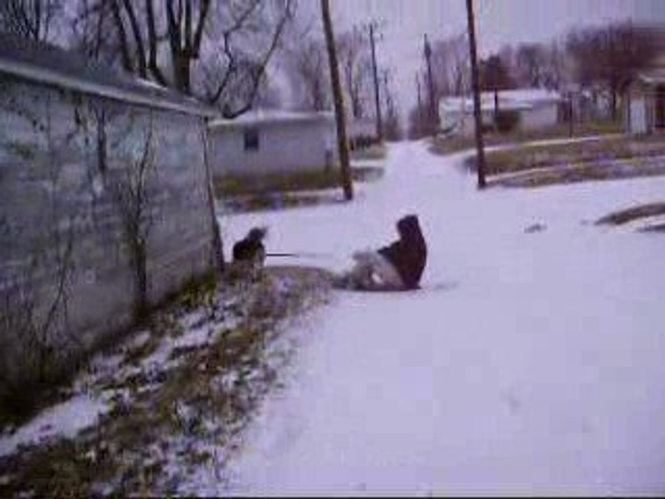 Maynard the Sled Dog 2