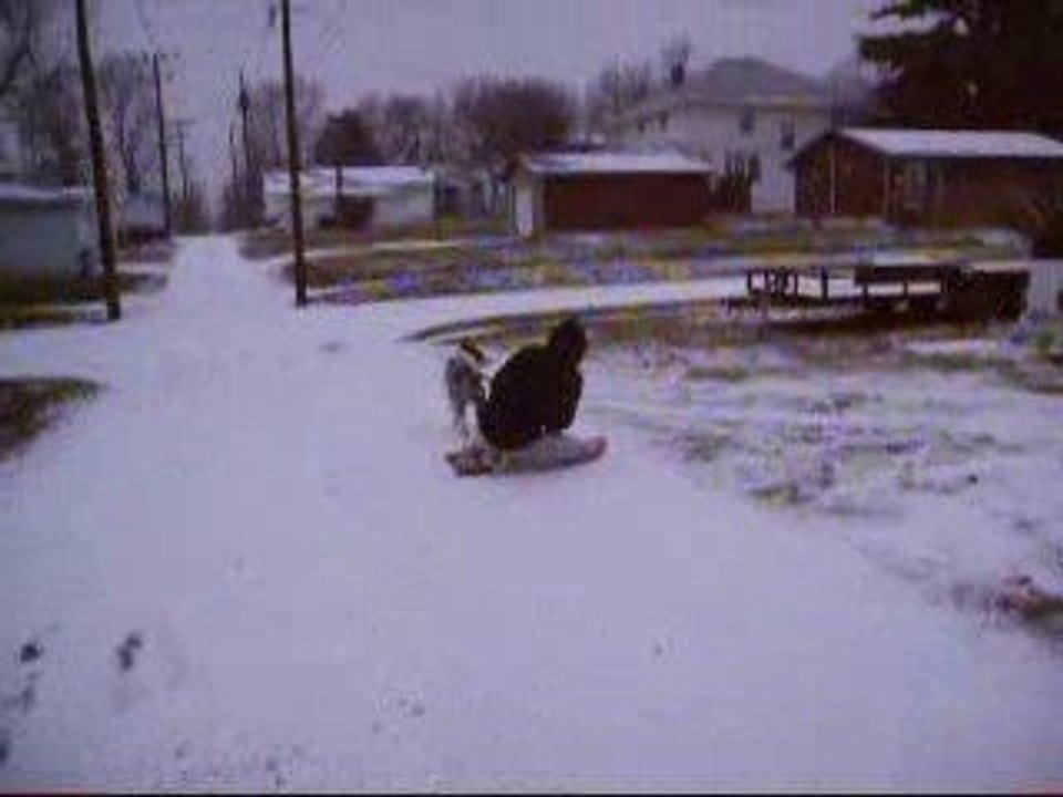Maynard the Sled Dog 3
