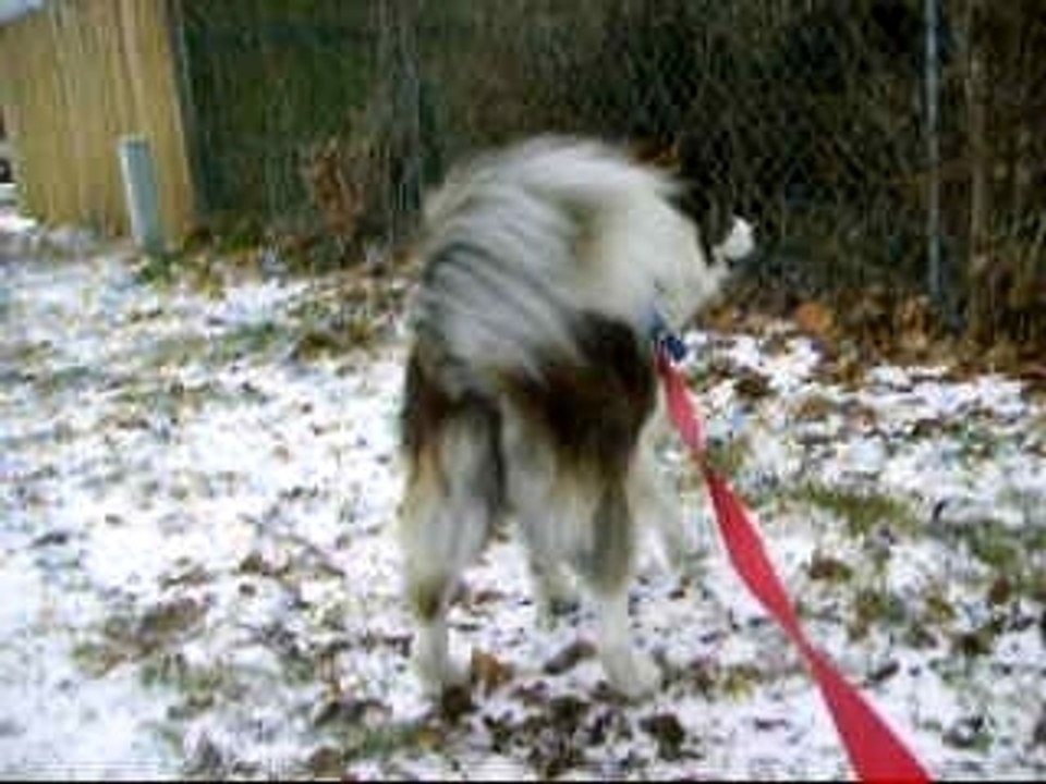 Maynard the Sled Dog 5