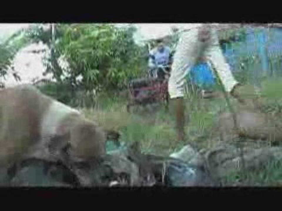 Chicken a la Carte Vídeo Dailymotion