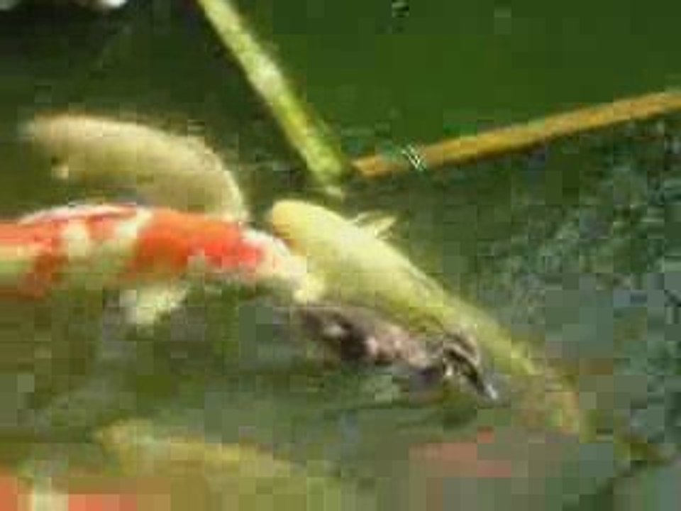 Cute duck