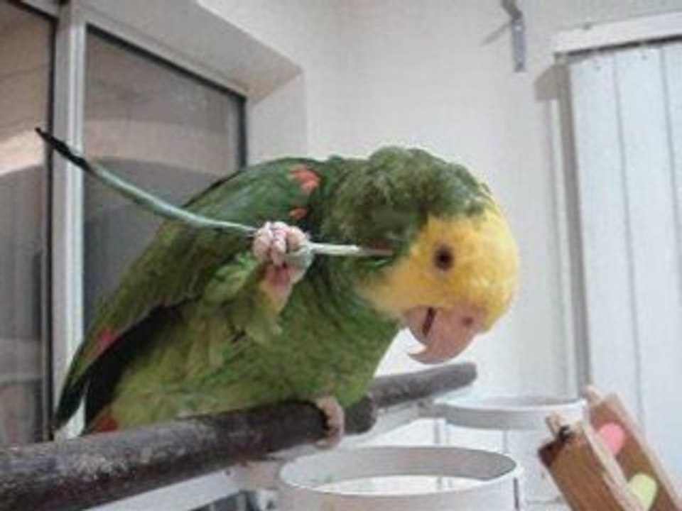 Tool using parrot