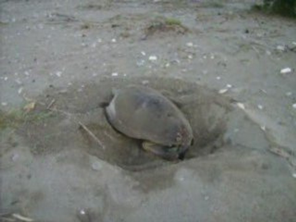 Anamur Meeresschildkröten: Nestbau