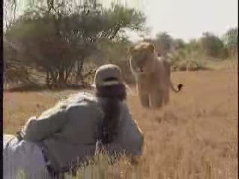 * Rencontre Homme - Lion à Kruger Park Af 'Sud * Man meets Lion
