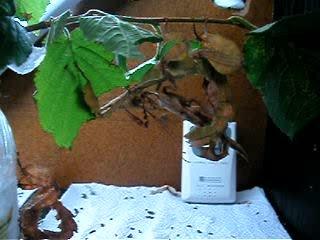 Acouplement Extatosoma tiaratum 1