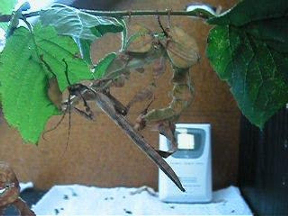 Acouplement Extatosoma tiaratum 2