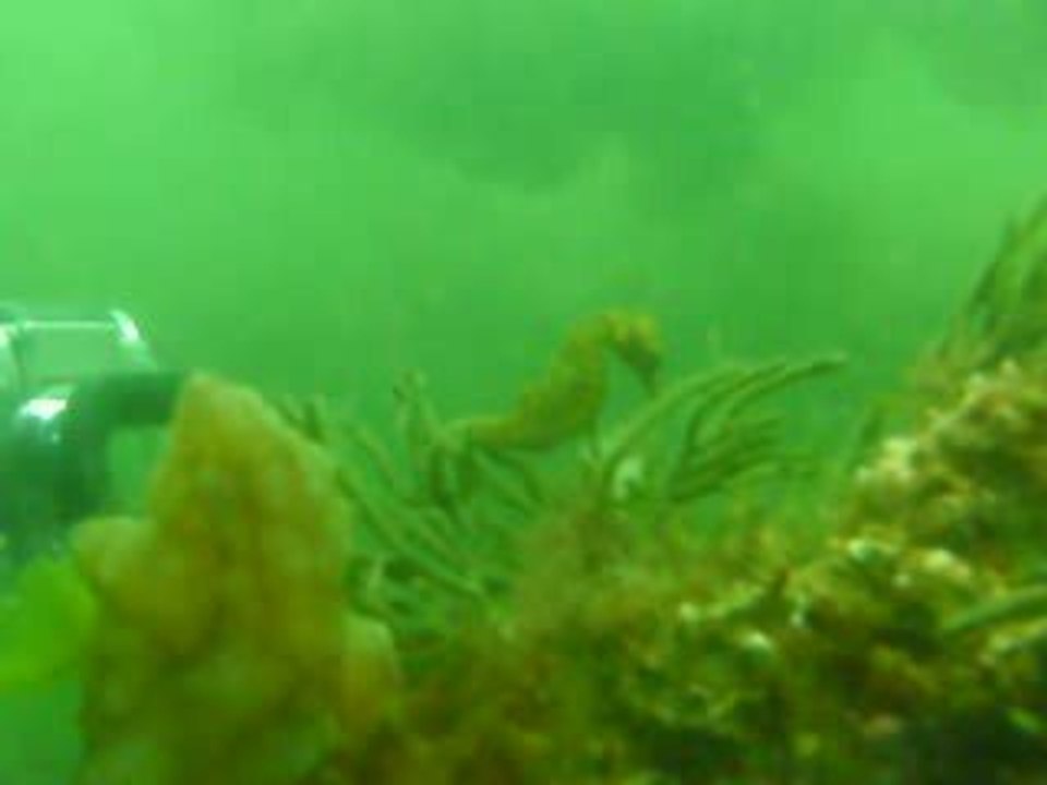 hippocampe