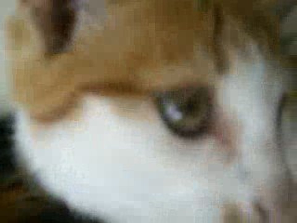 my pets: cats edition