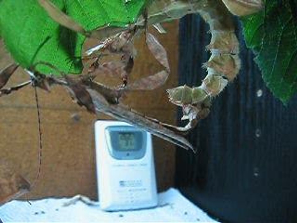 Acouplement Extatosoma tiaratum 4