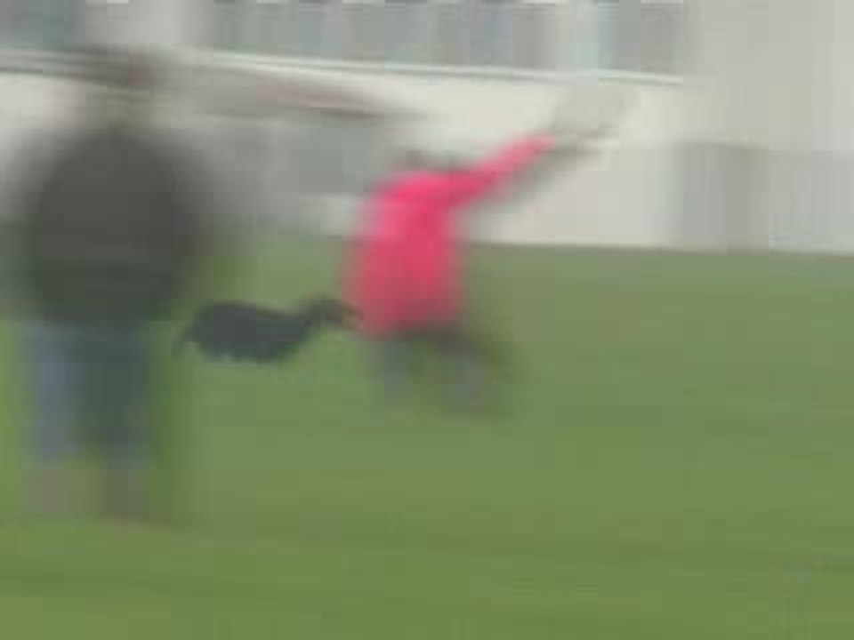 Field Trial Setter Gordon Coupe d'Europe Printemps