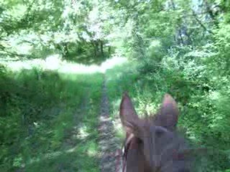 Dans les bois avec Queria