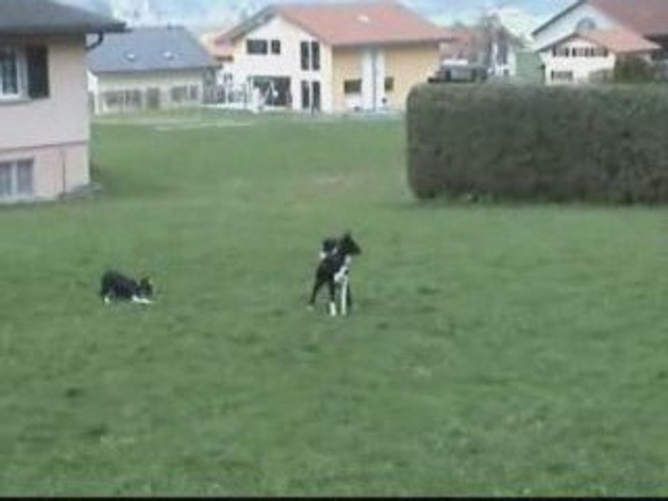 Troupeautage de Bono
