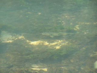 Truite sur son poste.