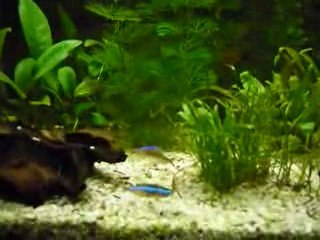 Eclairage d'un aquarium avec des led