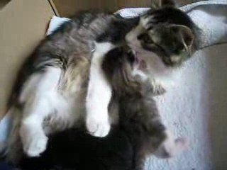 Mia et ses chatons chez Tham