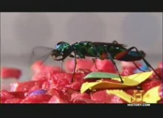 Emerald Jewl wasps - control the host