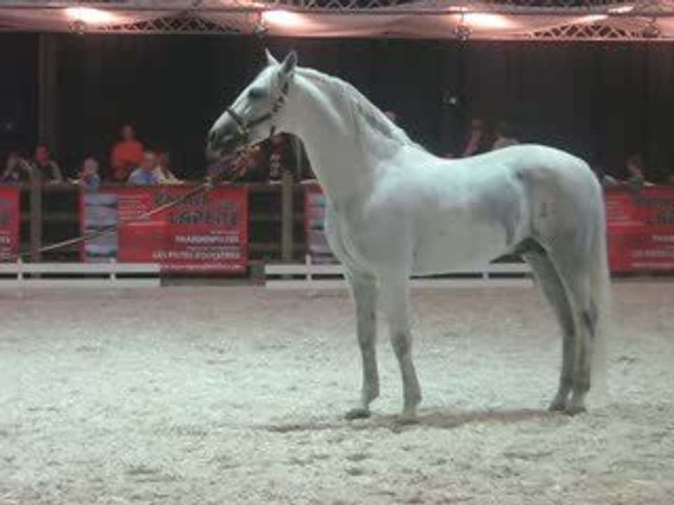 salon du cheval 2009