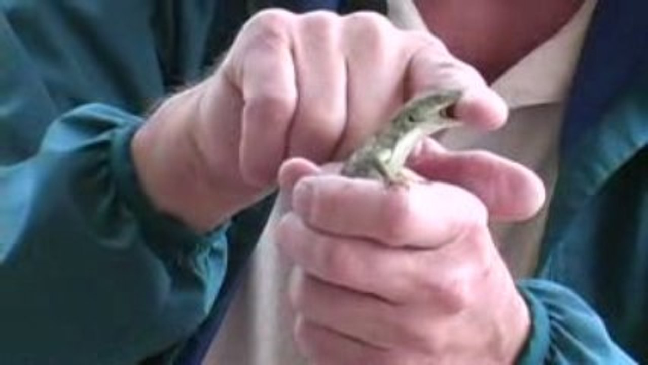 Big Alligator Lizard