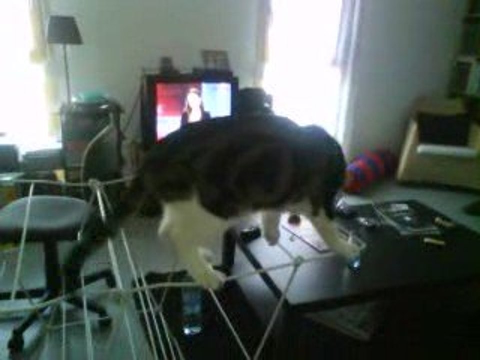 Mika le chat équilibriste