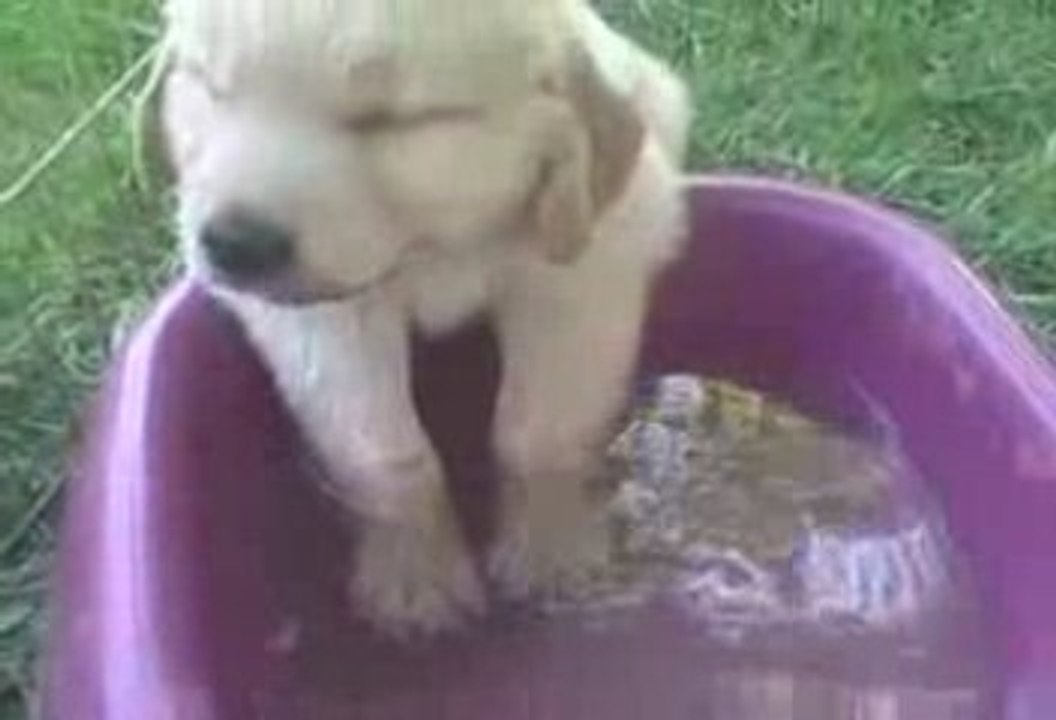 Un chiot dort dans sa gamelle d'eau