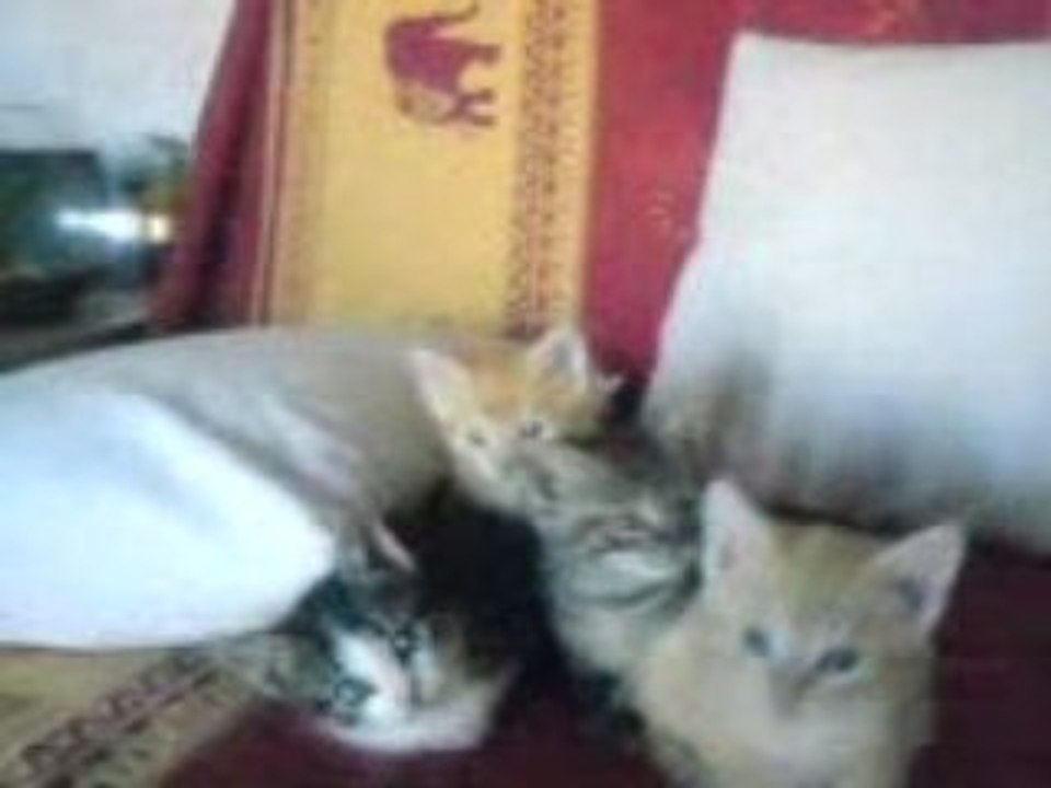 Chaton en délire
