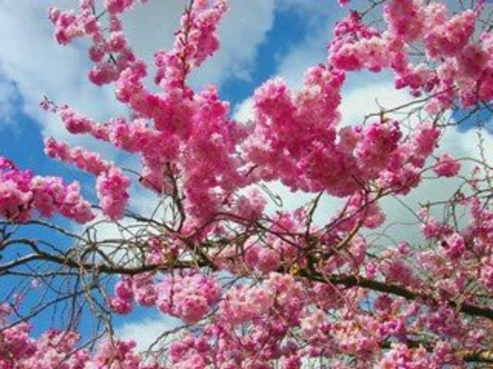 Chanson du printemps