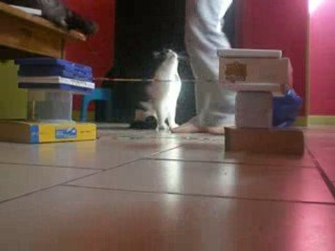 léo mon petit chat en cso