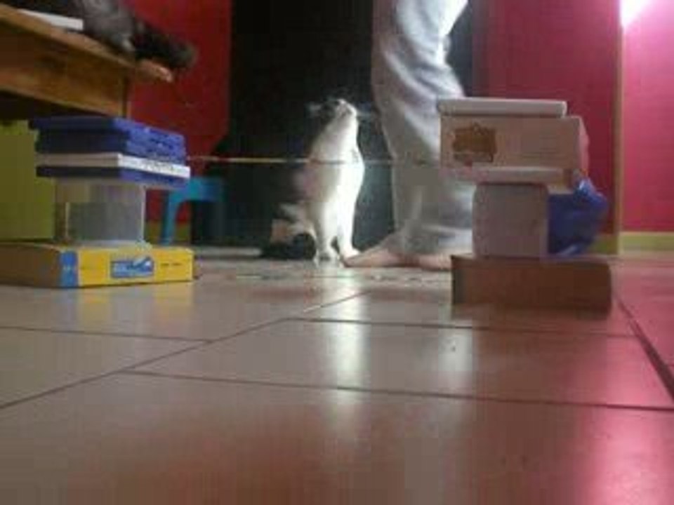 léo mon petit chat en cso