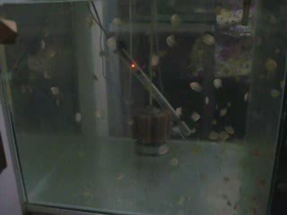 40 gunluk discus yavruları