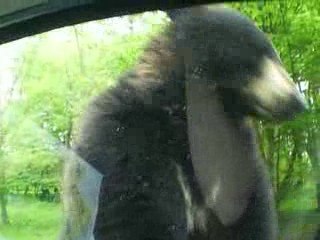 Parc de Thoiry - Ours grimpeur xD