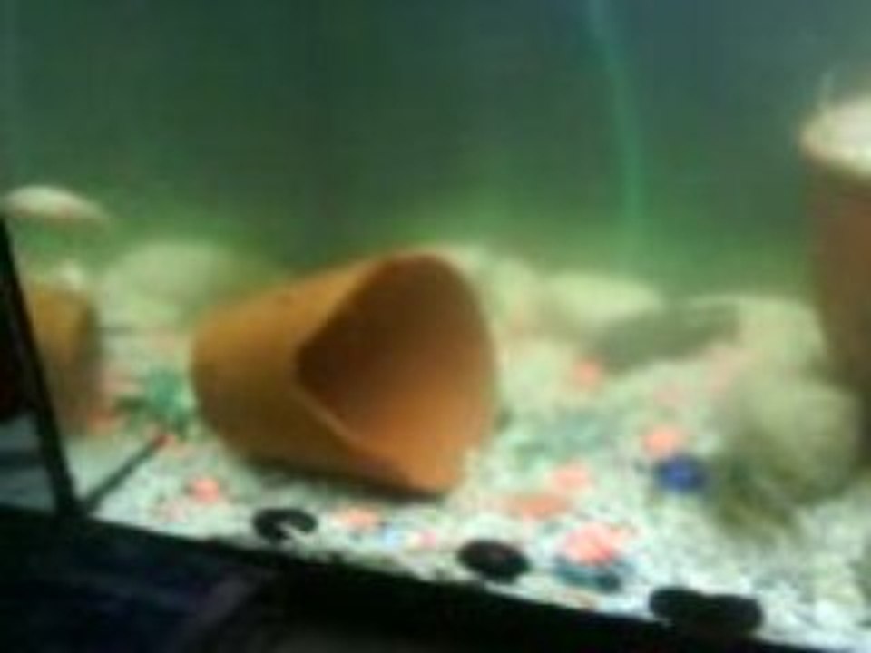 coridoras fast and furious