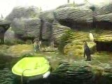 Les pinguoins au zoo d'anvers