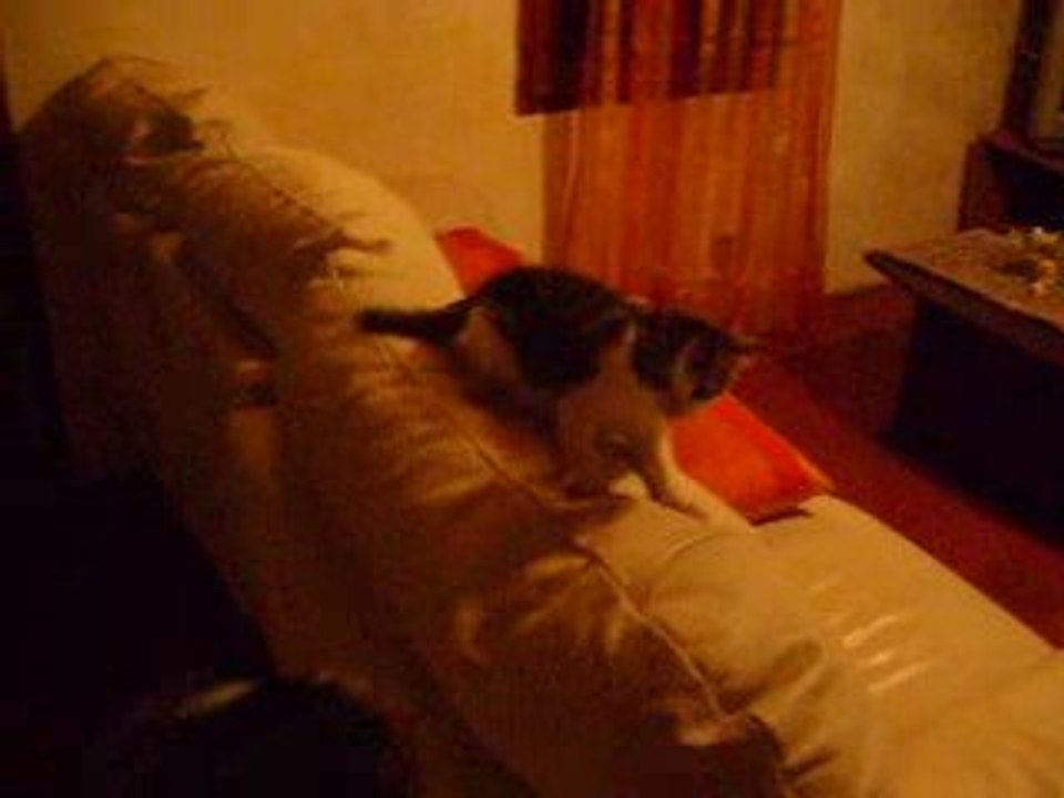 Chat et chien 2009
