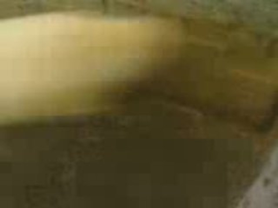 accident de mouton lol mdr Sheep Crash