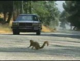 Banned Commercials - Geico(Squirrels)
