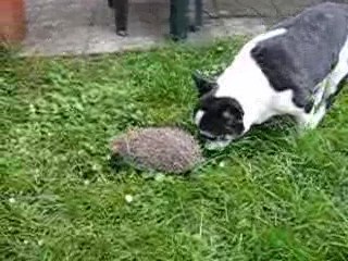 Suivi comme son ombre